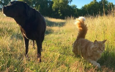 Avdekket skjulte kostnader og fikk bedre kontroll på frakten i flere land
